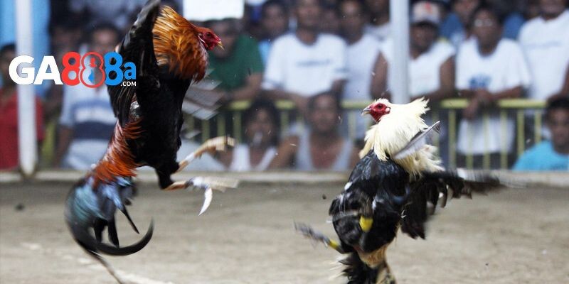 Xem đá gà cựa sắt trực tiếp có gì nổi bật?