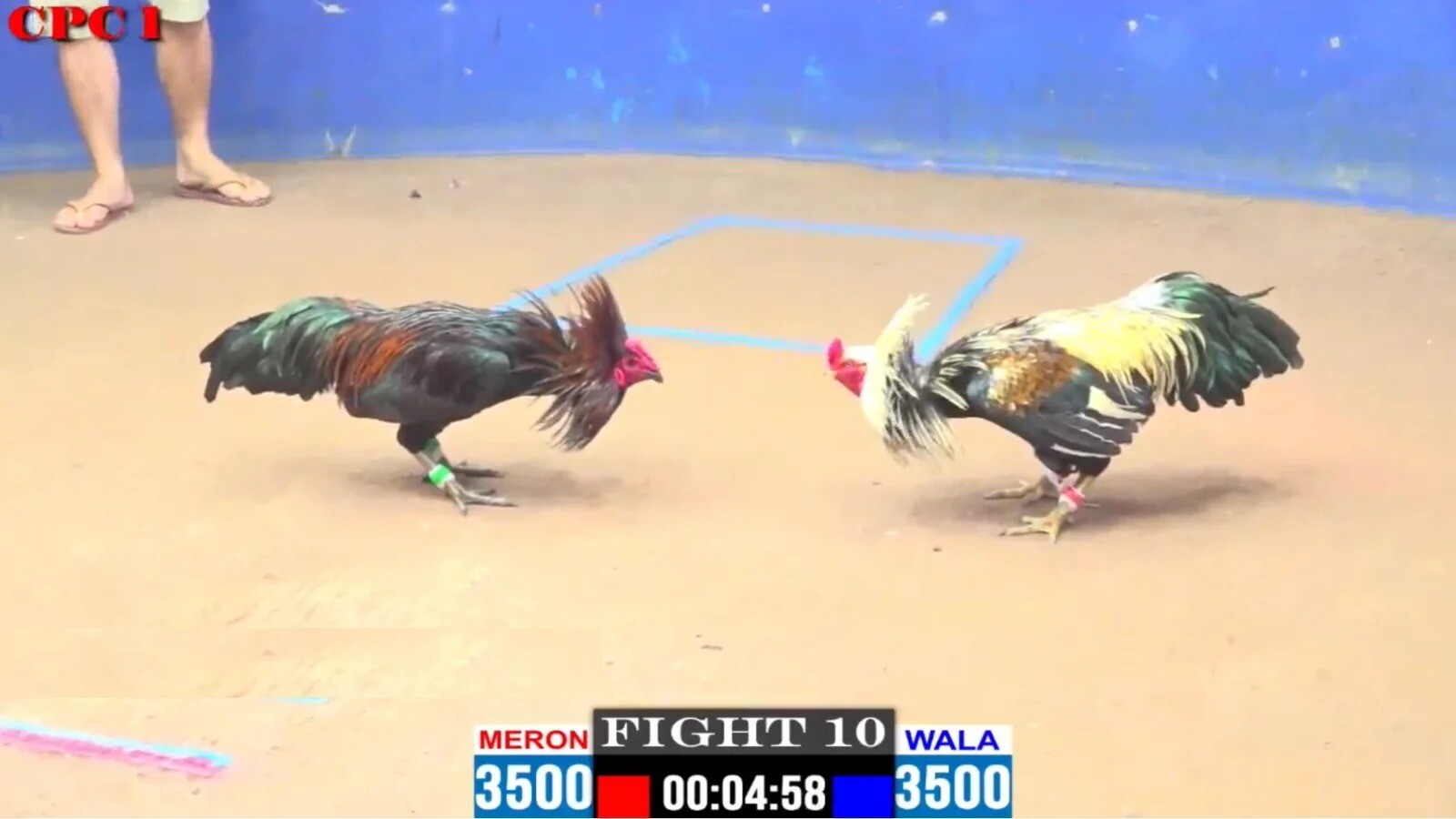 Giải đáp ý nghĩa ký hiệu C của bồ gà Tonhon