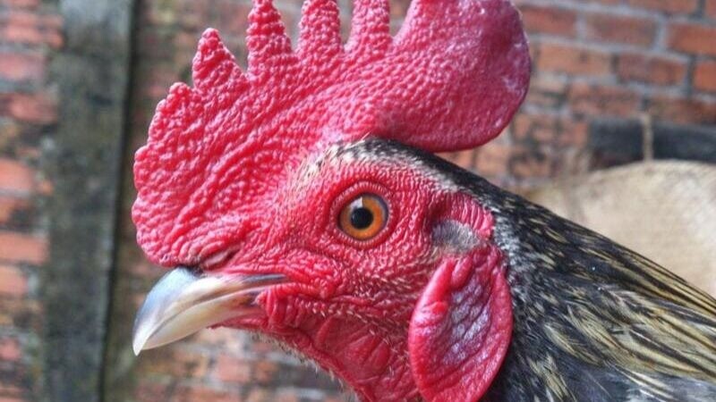 Hướng dẫn chọn và chăm sóc gà chuẩn