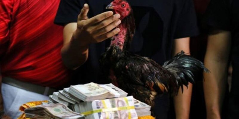 Nguồn gốc của trận đấu gà đá 24 tỷ