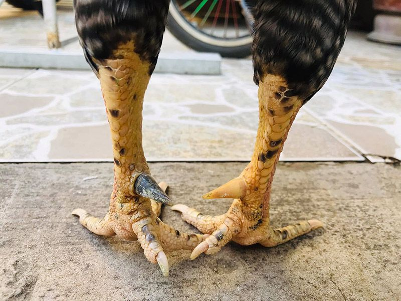 Gà cựa nhật nguyệt là gì?