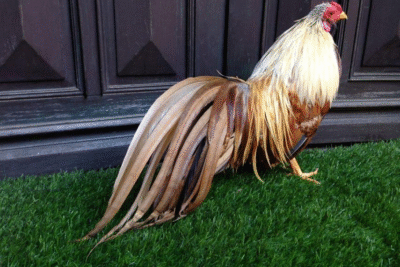 Gà chuối – Khám phá dòng chiến kê sở hữu bộ lông ấn tượng