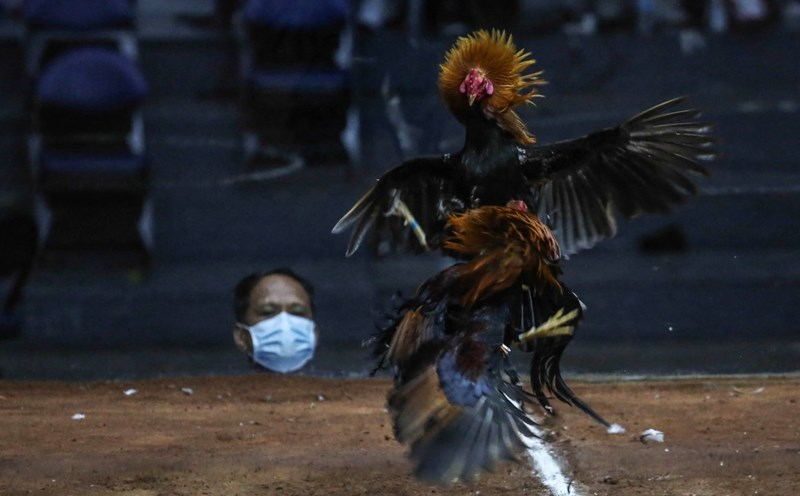 Chiến kê từ trại gà của sư kê Mít đều khá xuất sắc 