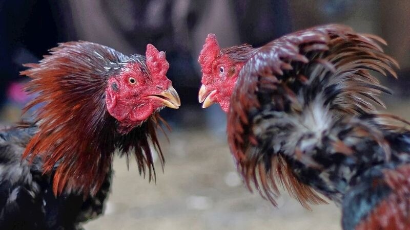 Chia sẻ kinh nghiệm chọn ngày tốt cho gà bướm ra trận