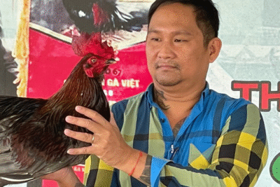 Mít Trà Cú – Sư kê lẫy lừng trong giới đá gà Việt Nam