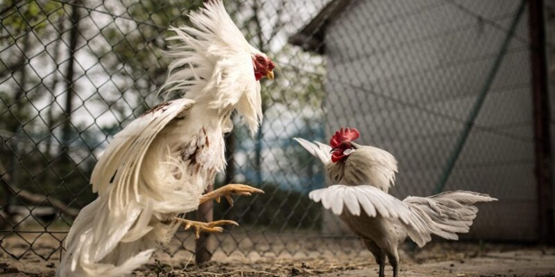 Bí quyết chọn gà đá bướm ưng ý tăng phần thắng