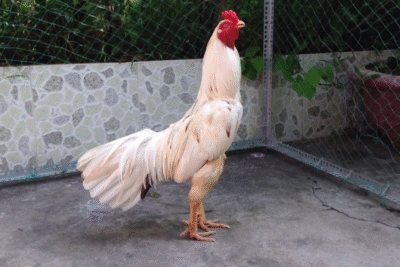 Gà bướm – Mẹo chọn thời điểm thi đấu giúp chiến kê thắng lớn