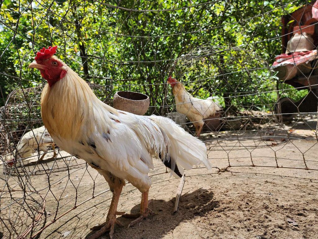 Các dòng gà bướm phổ biến hiện nay trong giới chiến kê