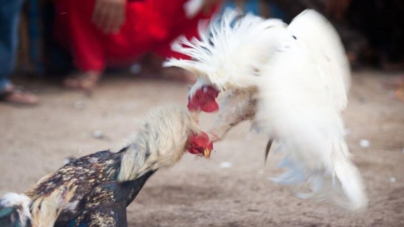 Xác định gà bướm đá ngày nào tốt nhất theo ngũ hành