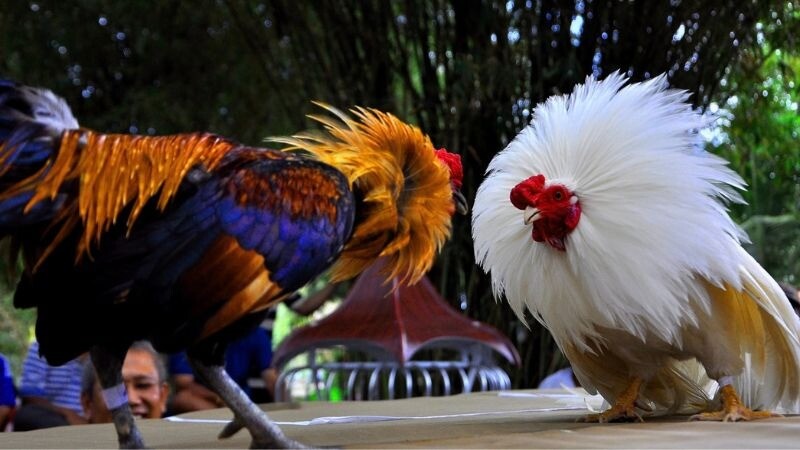 Chọn ngày đá cho gà bướm theo âm lịch và hoàng đạo