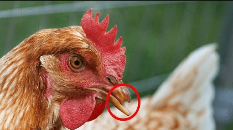 Gợi ý cách chăm sóc giúp chiến kê tránh bị hỏng mỏ bên dưới