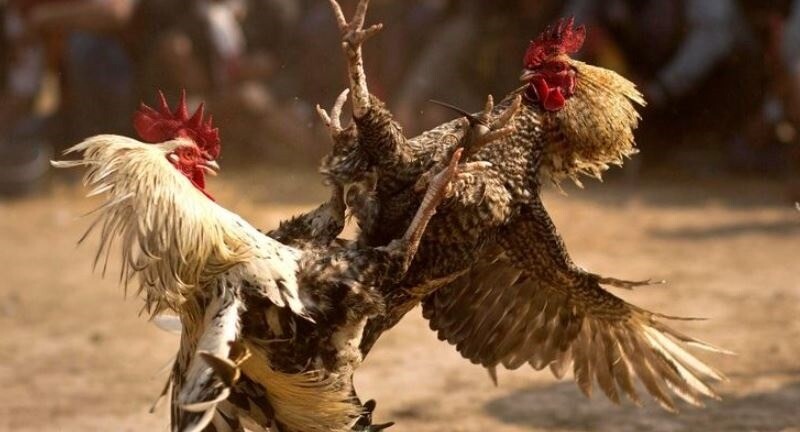 Chọn đúng kèo và gà đá chất lượng khi cá cược gà mạng