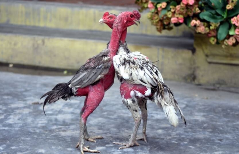 Cách làm da chiến kê dày lên bằng nước trà và lá bưởi