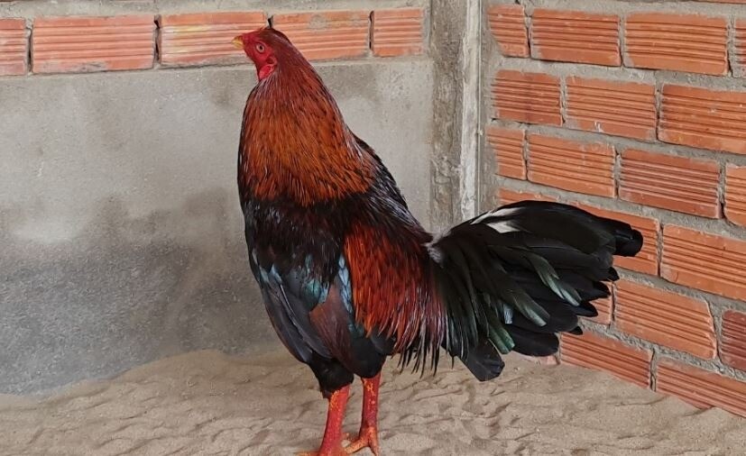 Chi tiết các loại màu mạng gà đá theo ngũ hành