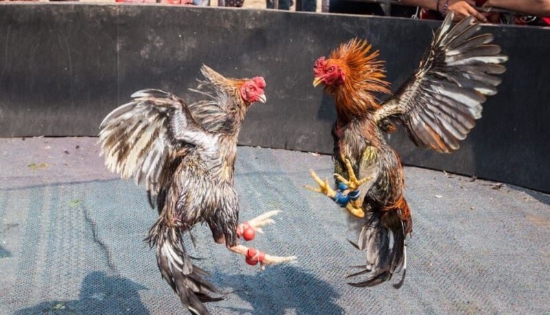 Giải mã 80 màu mạng gà đá là gì