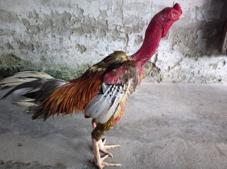 Sơ lược thông tin giới thiệu về gà chiến đoản thiệt