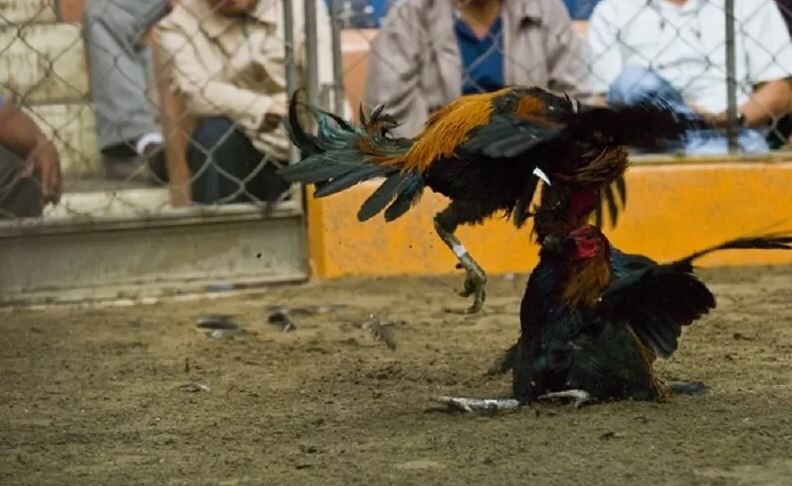 Hướng dẫn nuôi dưỡng, chắc sóc gà chọi đoản thiệt chi tiết