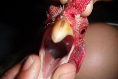 Gà đoản thiệt – Giống gà chiến dũng mãnh hàng đầu hiện nay