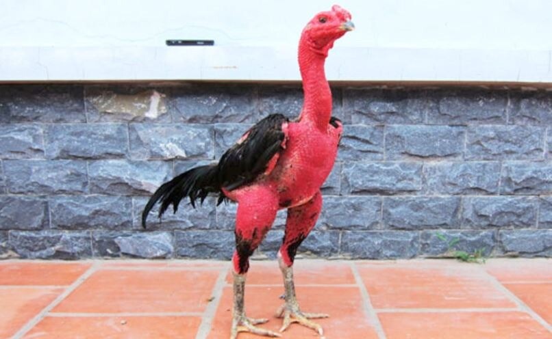 Giải thích lý do gà chiến bị hỏng mỏ dưới