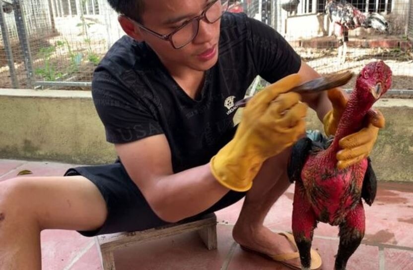 Bật mí bài thuốc dân gian đơn giản giúp làm da gà chọi dày